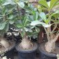 1 PCS Seeds true White Desert Rose Bonsai Ornamental Plant Balcony Bonsai Potted Beautiful Flower