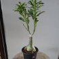 1 PCS Seeds true White Desert Rose Bonsai Ornamental Plant Balcony Bonsai Potted Beautiful Flower