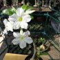 1 PCS Seeds true White Desert Rose Bonsai Ornamental Plant Balcony Bonsai Potted Beautiful Flower