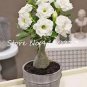 1 PCS Seeds true White Desert Rose Bonsai Ornamental Plant Balcony Bonsai Potted Beautiful Flower