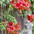 100 PCS Seeds Trumpet Creeper