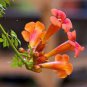 100 PCS Seeds Trumpet Creeper