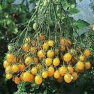 100 PCS Seeds Trusses Ildi Yellow Cherry Tomato