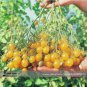 100 PCS Seeds Trusses Ildi Yellow Cherry Tomato