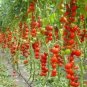 100 PCS Seeds Tsifomandra Tomato Tree