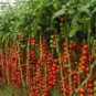 100 PCS Seeds Tsifomandra Tomato Tree