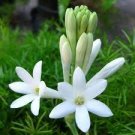 100 PCS Seeds Tuberose White Flowers