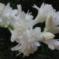 100 PCS Seeds Tuberose White Flowers