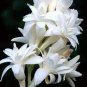 100 PCS Seeds Tuberose White Flowers