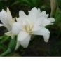 100 PCS Seeds Tuberose White Flowers