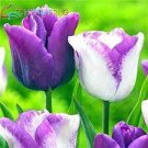 50 PCS Seeds tulip Bonsai Flowers Wedding Home Decorative Flowers 50 PCS Seeds tulip Bonsai Flowers Wedding Home Decorative Flowers