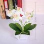 50 PCS Seeds tulip Bonsai Flowers Wedding Home Decorative Flowers