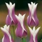 100 PCS Seeds Tulip Seeds Purple White Flowers