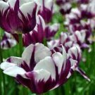 100 PCS Seeds Tulips Colorful Flowers 100 PCS Seeds Tulips Colorful Flowers