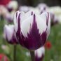 100 PCS Seeds Tulips Colorful Flowers