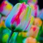 100 PCS Seeds Tulips Colorful Flowers