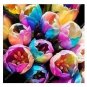 100 PCS Seeds Tulips Colorful Flowers
