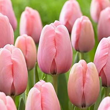 100 PCS Seeds Tulips Seeds Water Pink Colors