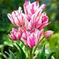 100 PCS Seeds Tulips Seeds Water Pink Colors