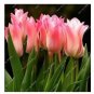 100 PCS Seeds Tulips Seeds Water Pink Colors