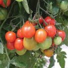 100 PCS Seeds Tumbling Red Yellow Tomato 100 PCS Seeds Tumbling Red Yellow Tomato