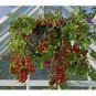 100 PCS Seeds Tumbling Red Yellow Tomato