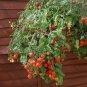 100 PCS Seeds Tumbling Red Yellow Tomato