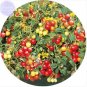 100 PCS Seeds Tumbling Red Yellow Tomato