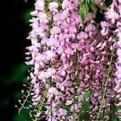 100 PCS Seeds Ture Heirloom Pink Wisteria Flower 100 PCS Seeds Ture Heirloom Pink Wisteria Flower