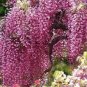 100 PCS Seeds Ture Heirloom Pink Wisteria Flower