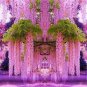 100 PCS Seeds Ture Heirloom Pink Wisteria Flower
