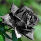 50 PCS Seeds Turkey Black Rose Shrub Plant Flower 50 PCS Seeds Turkey Black Rose Shrub Plant Flower