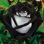 50 PCS Seeds Turkey Black Rose Shrub Plant Flower