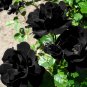 50 PCS Seeds Turkey Black Rose Shrub Plant Flower