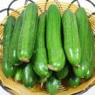 50 PCS Seeds Turkey Giant Cucumber