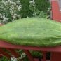 50 PCS Seeds Turkey Giant Cucumber