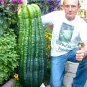 50 PCS Seeds Turkey Giant Cucumber