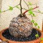 2 PCS Seeds Turtle Back Elephant's Foot Hottentots' Bread Flores
