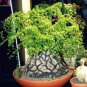 2 PCS Seeds Turtle Back Elephant's Foot Hottentots' Bread Flores