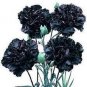 200 PCS Seeds Types Carnation Seeds Dianthus Caryophyllus Rare Black Blue Colorful Purple