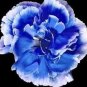 200 PCS Seeds Types Carnation Seeds Dianthus Caryophyllus Rare Black Blue Colorful Purple