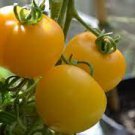 100 PCS Seeds UK Organic Bright Yellow Round Cherry Tomato