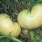 100 PCS Seeds Ukraine Purely White Giant Tomato Organic