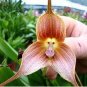 100 PCS Seeds Unique Black Cymbidium Faberi Flower Bonsai