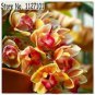 100 PCS Seeds Unique Black Cymbidium Faberi Flower Bonsai