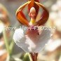 100 PCS Seeds Unique Black Cymbidium Faberi Flower Bonsai