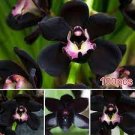 100 PCS Seeds Unique Black Cymbidium Faberi Flower Bonsai Flowering Monkey