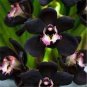100 PCS Seeds Unique Black Cymbidium Faberi Flower Bonsai Flowering Monkey
