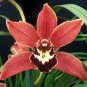 100 PCS Seeds Unique Black Cymbidium Faberi Flower Bonsai Flowering Monkey