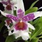 100 PCS Seeds Unique Black Cymbidium Faberi Flower Bonsai Flowering Monkey